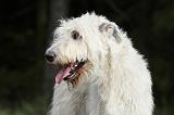 IRISH WOLFHOUND 110